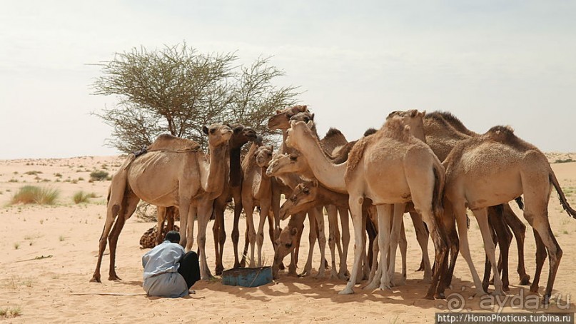 Жизнь в пустыне