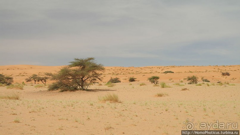 Жизнь в пустыне