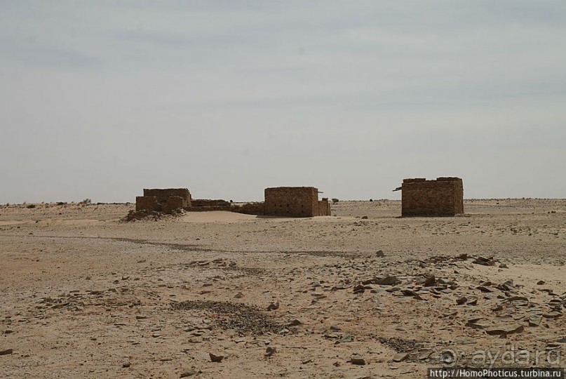 Жизнь в пустыне