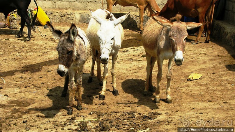 Альбом отзыва "Адулис: остатки былой мощи Аксума"