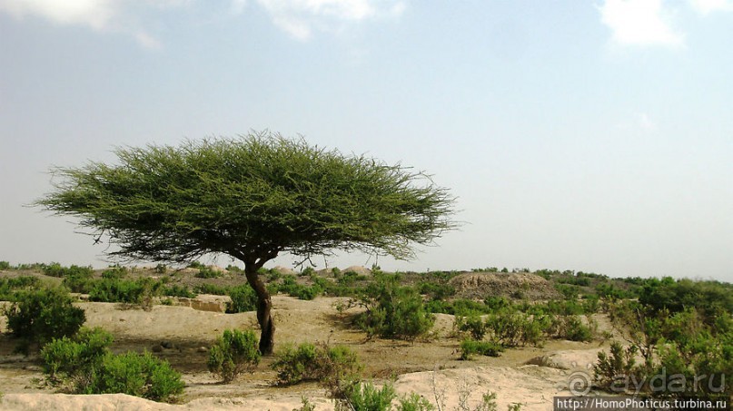 Альбом отзыва "Адулис: остатки былой мощи Аксума"