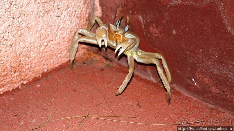 Не совсем розовое озеро