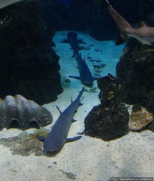 Как рыба в Аквариуме