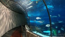 Как рыба в Аквариуме