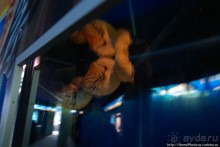 Как рыба в Аквариуме