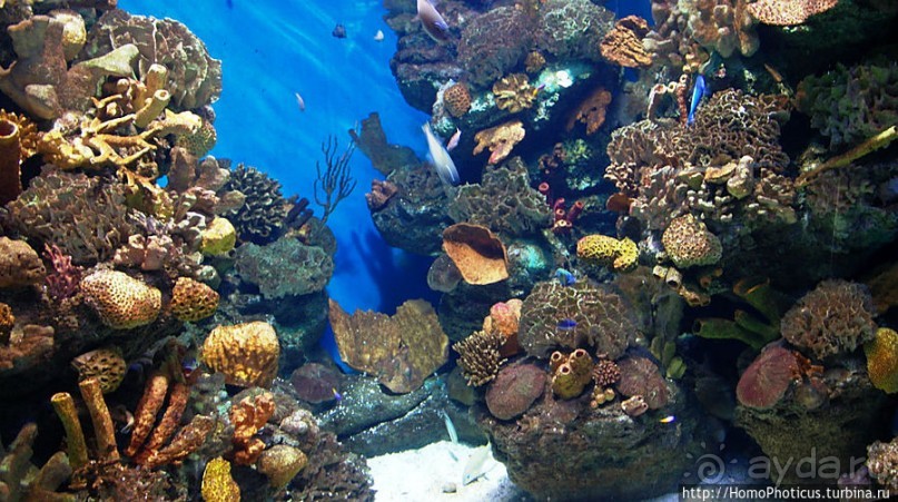 Как рыба в Аквариуме