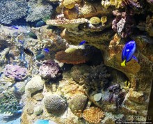 Как рыба в Аквариуме