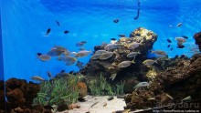 Как рыба в Аквариуме