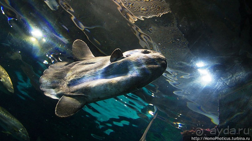 Как рыба в Аквариуме