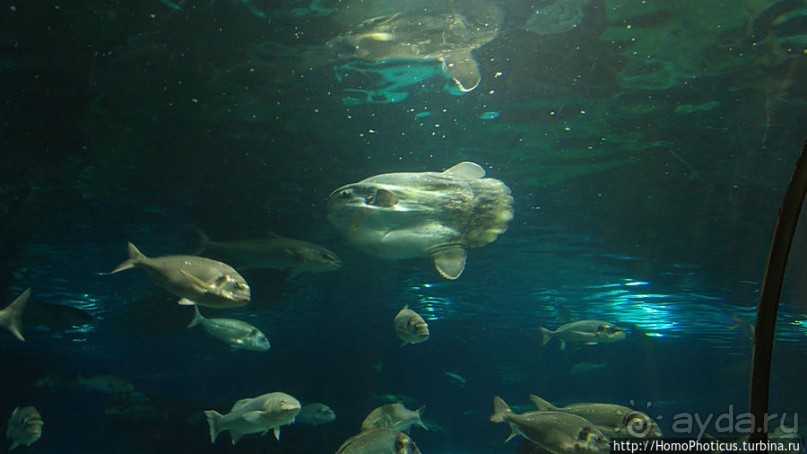 Как рыба в Аквариуме