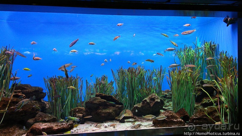 Как рыба в Аквариуме