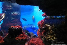 Как рыба в Аквариуме