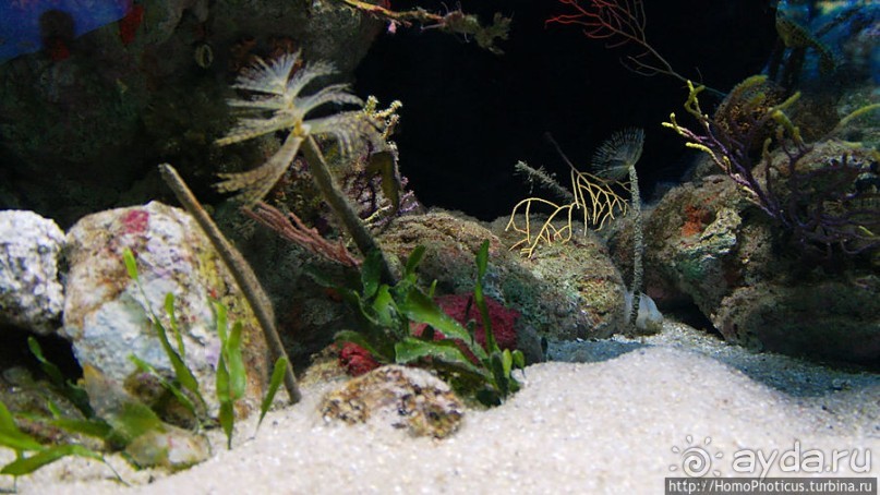 Как рыба в Аквариуме