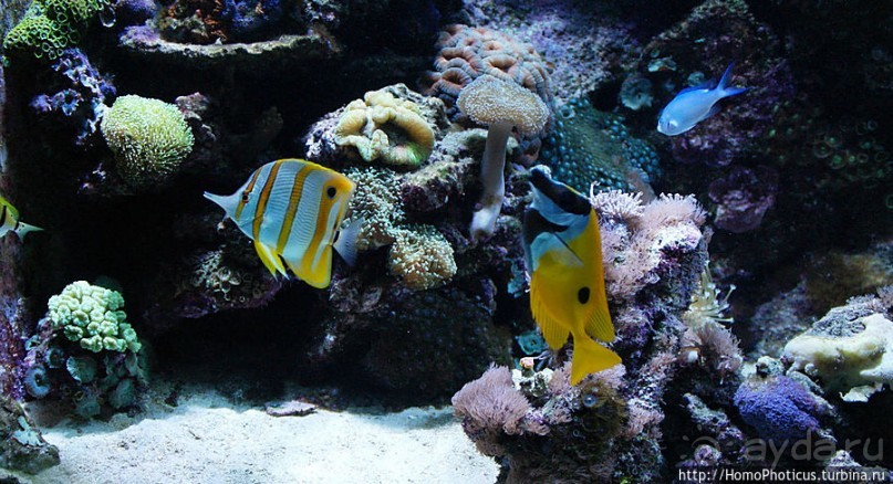 Как рыба в Аквариуме