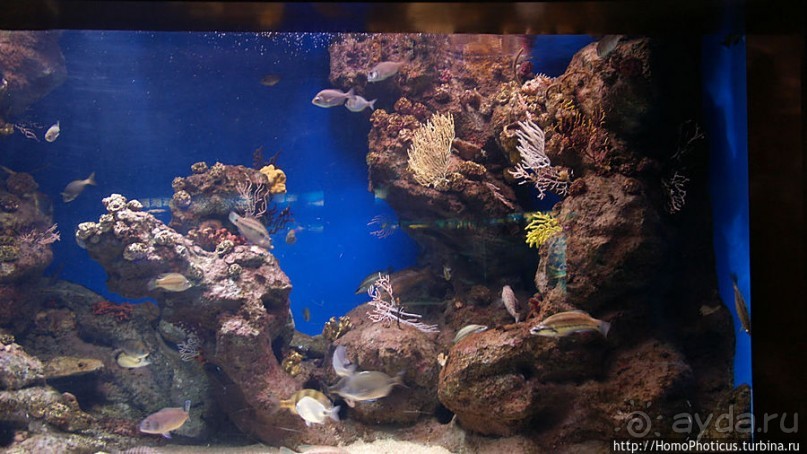 Как рыба в Аквариуме