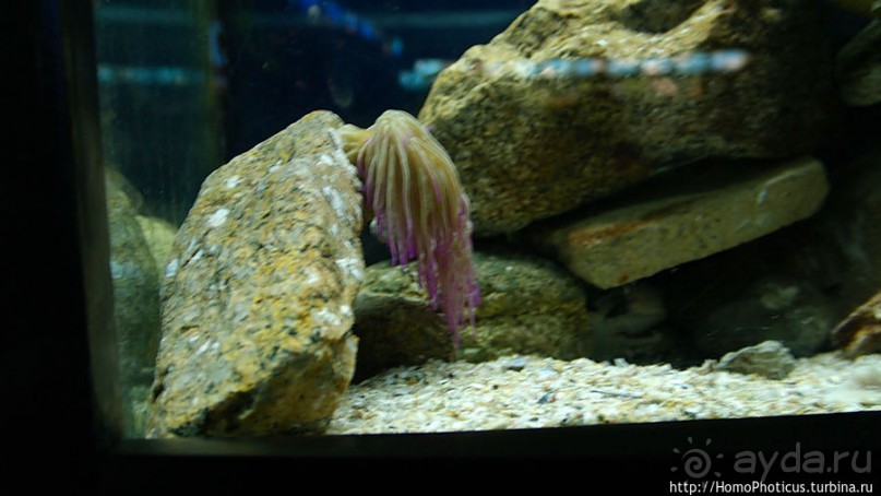 Как рыба в Аквариуме