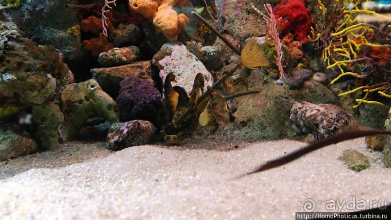 Как рыба в Аквариуме