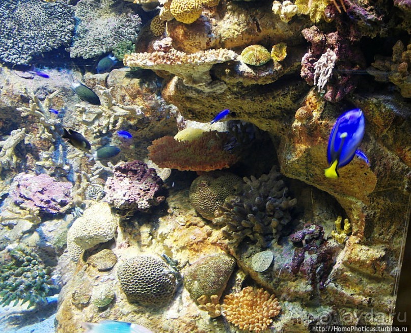 Как рыба в Аквариуме