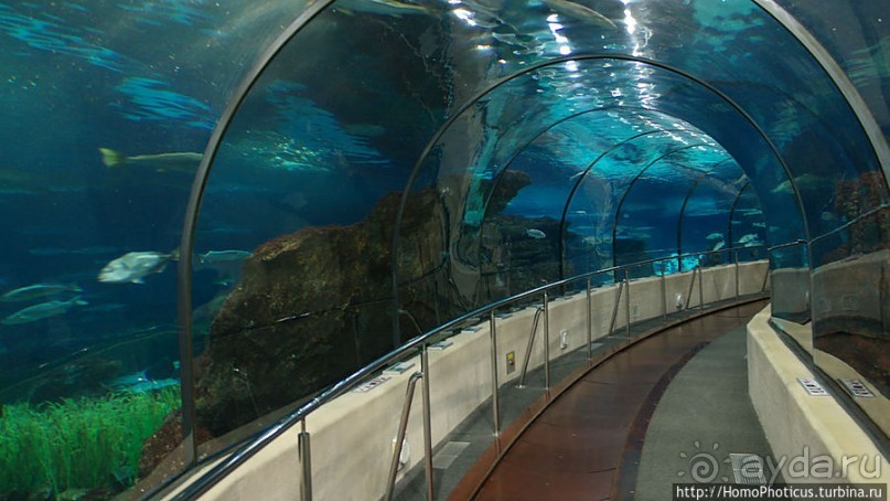 Как рыба в Аквариуме