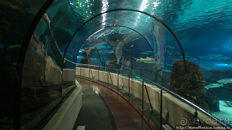 Как рыба в Аквариуме