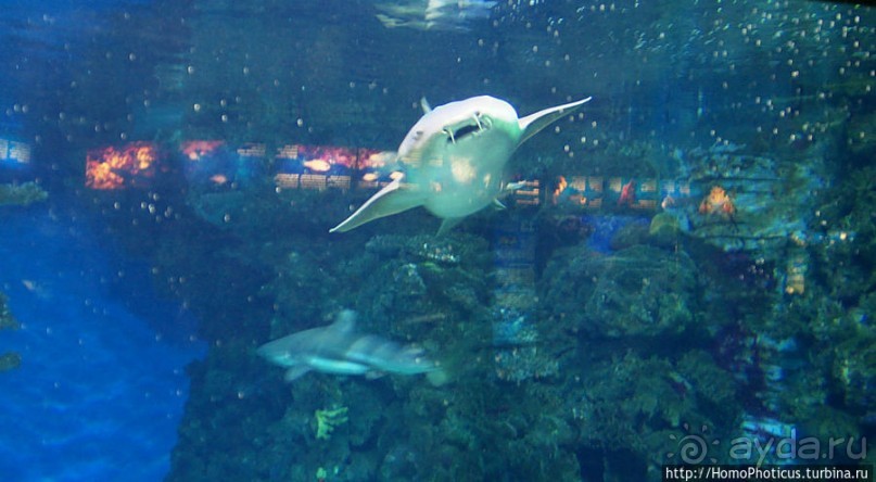 Как рыба в Аквариуме