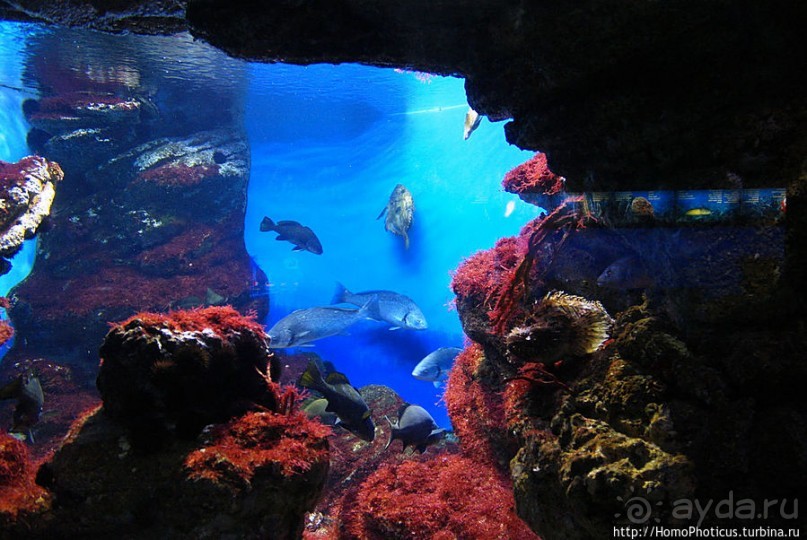 Как рыба в Аквариуме