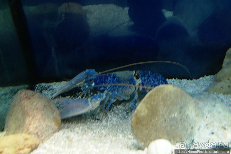 Как рыба в Аквариуме