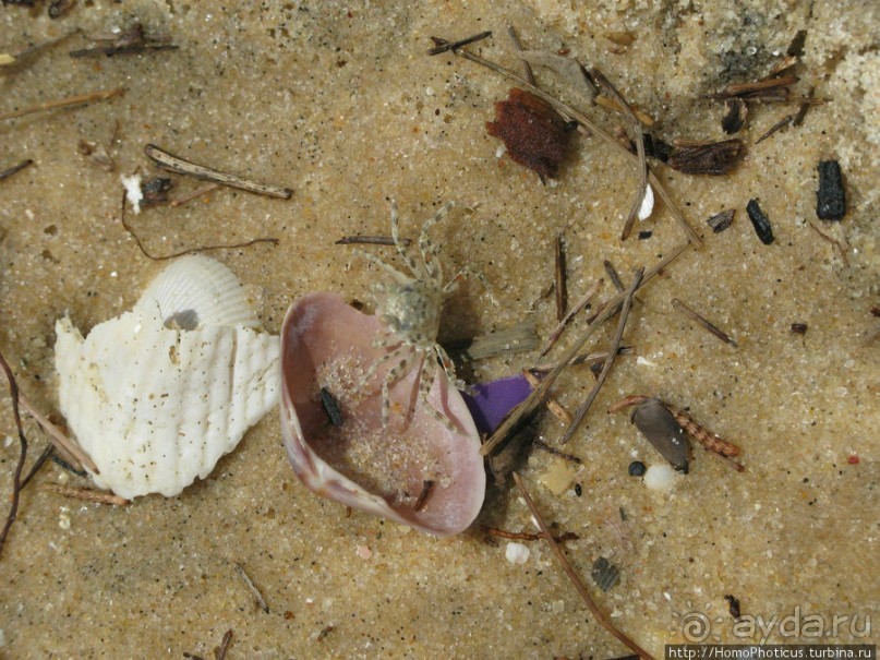 Океан и дюны