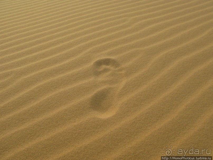 Океан и дюны