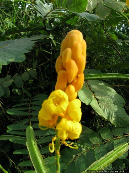 Океан и дюны