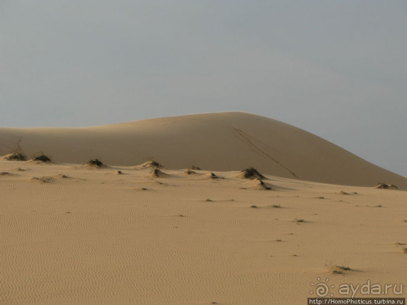 Океан и дюны