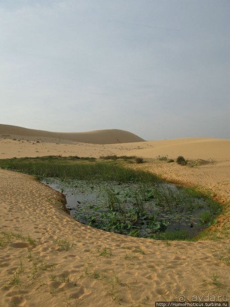 Океан и дюны