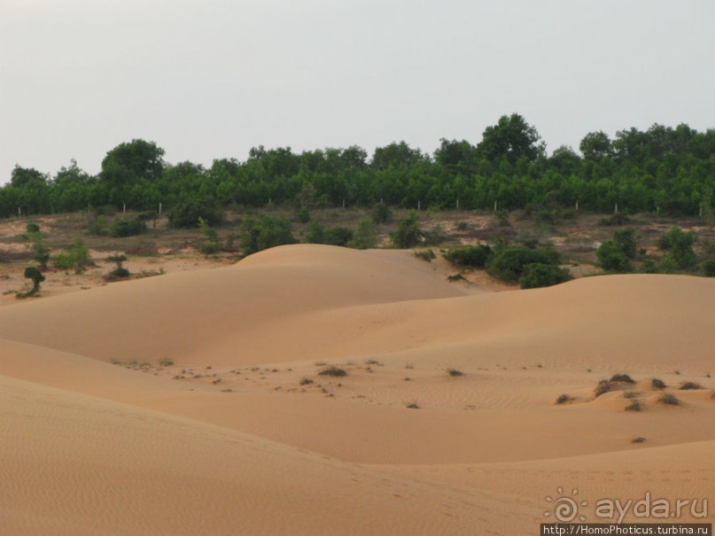 Океан и дюны