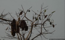 Деревня племени дупа: беглецы от христианизации