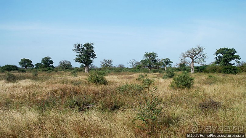 «А если туп, как дерево — родишься баобабом...»