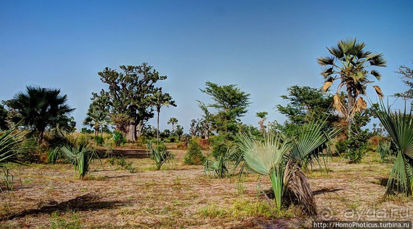 «А если туп, как дерево — родишься баобабом...»