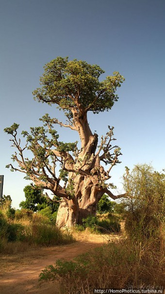 «А если туп, как дерево — родишься баобабом...»