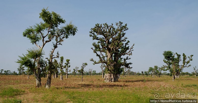 «А если туп, как дерево — родишься баобабом...»