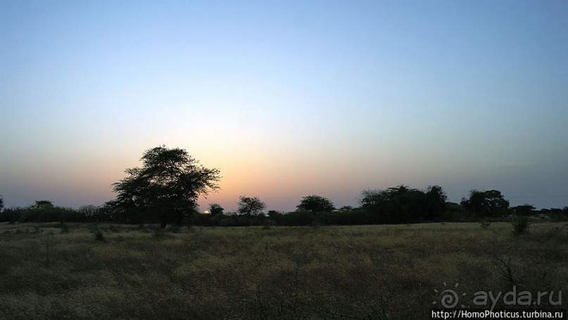 «А если туп, как дерево — родишься баобабом...»
