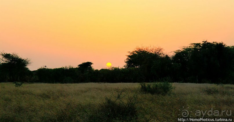 «А если туп, как дерево — родишься баобабом...»