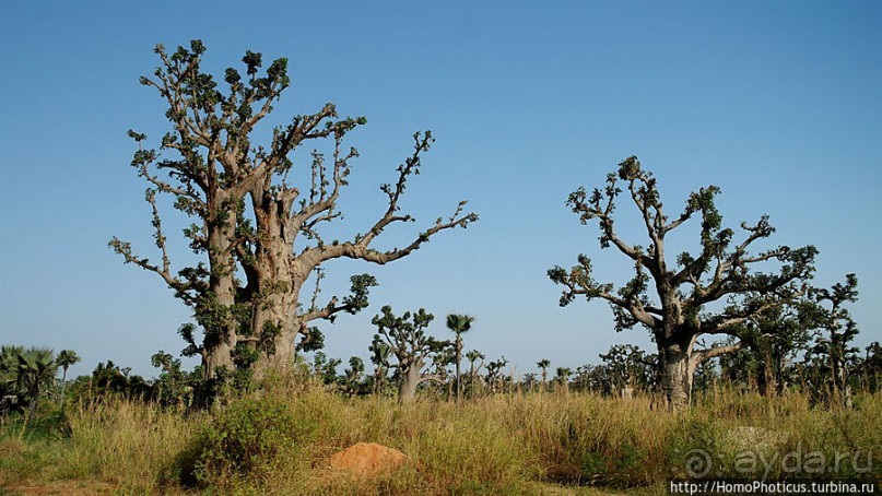 «А если туп, как дерево — родишься баобабом...»