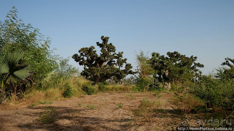 «А если туп, как дерево — родишься баобабом...»