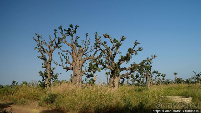«А если туп, как дерево — родишься баобабом...»