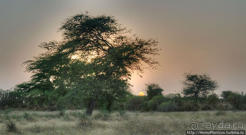 «А если туп, как дерево — родишься баобабом...»
