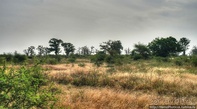 «А если туп, как дерево — родишься баобабом...»