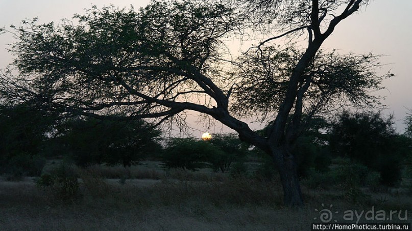 «А если туп, как дерево — родишься баобабом...»