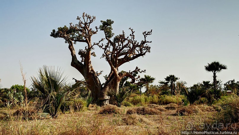 «А если туп, как дерево — родишься баобабом...»