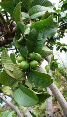 Этнография Эфиопии: деревня консо