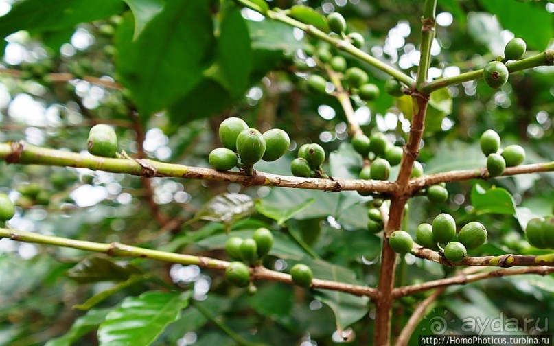 Этнография Эфиопии: деревня консо