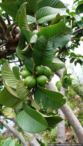 Этнография Эфиопии: деревня консо